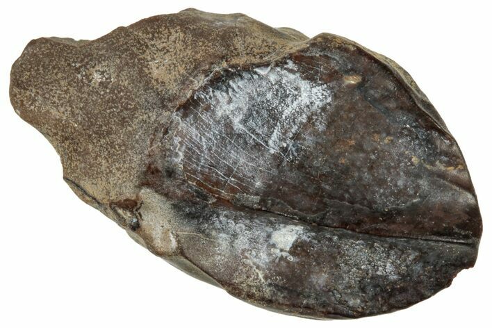 Unworn Fossil Dinosaur (Triceratops) Tooth - Montana #324187